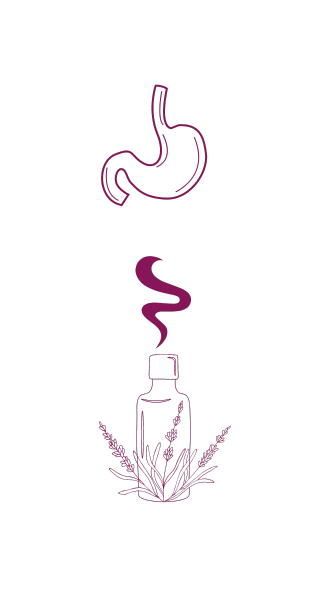 Illustration des huiles essentielles concernant le Système Digestif